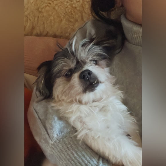 { seller notes } Meet the Posher - Picture 2 of 2